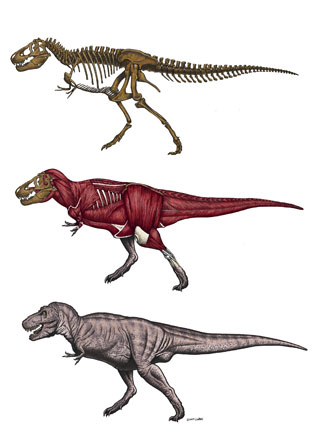 Scientific Illustration Building T rex for the Taiwan Museum of Natural 